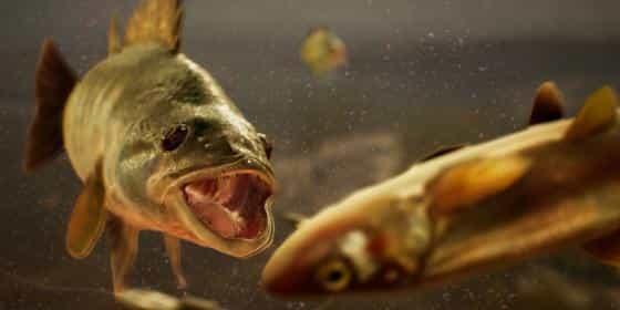 рыбалка в The Catch: Carp & Coarse